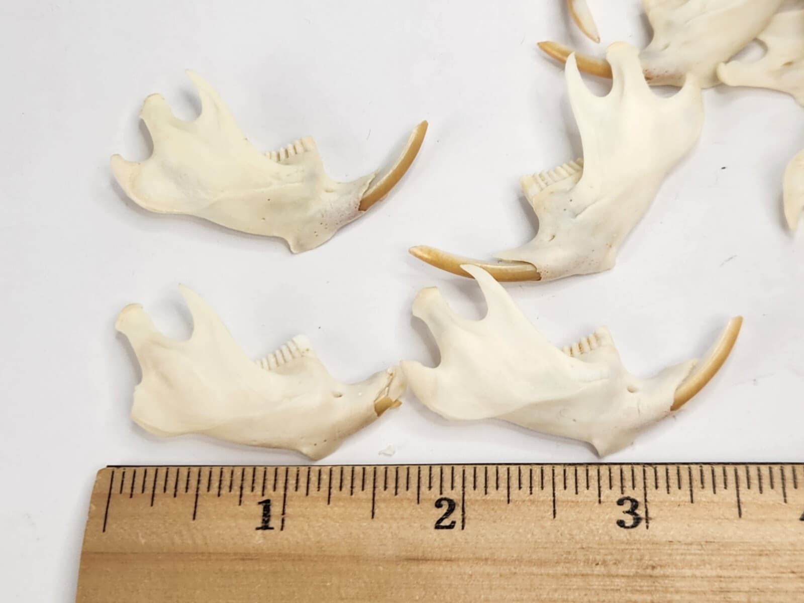 Real Muskrat Half Jaw - A Grade Generic - Ondatra zibethicus - USA  2