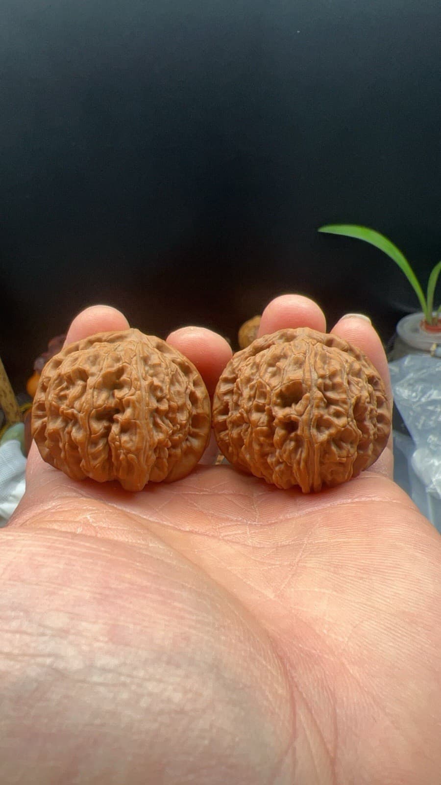 Pair of  Match Chinese Health Walnut 41.5×41.5×34mm 精配文玩核桃～闷尖白狮子