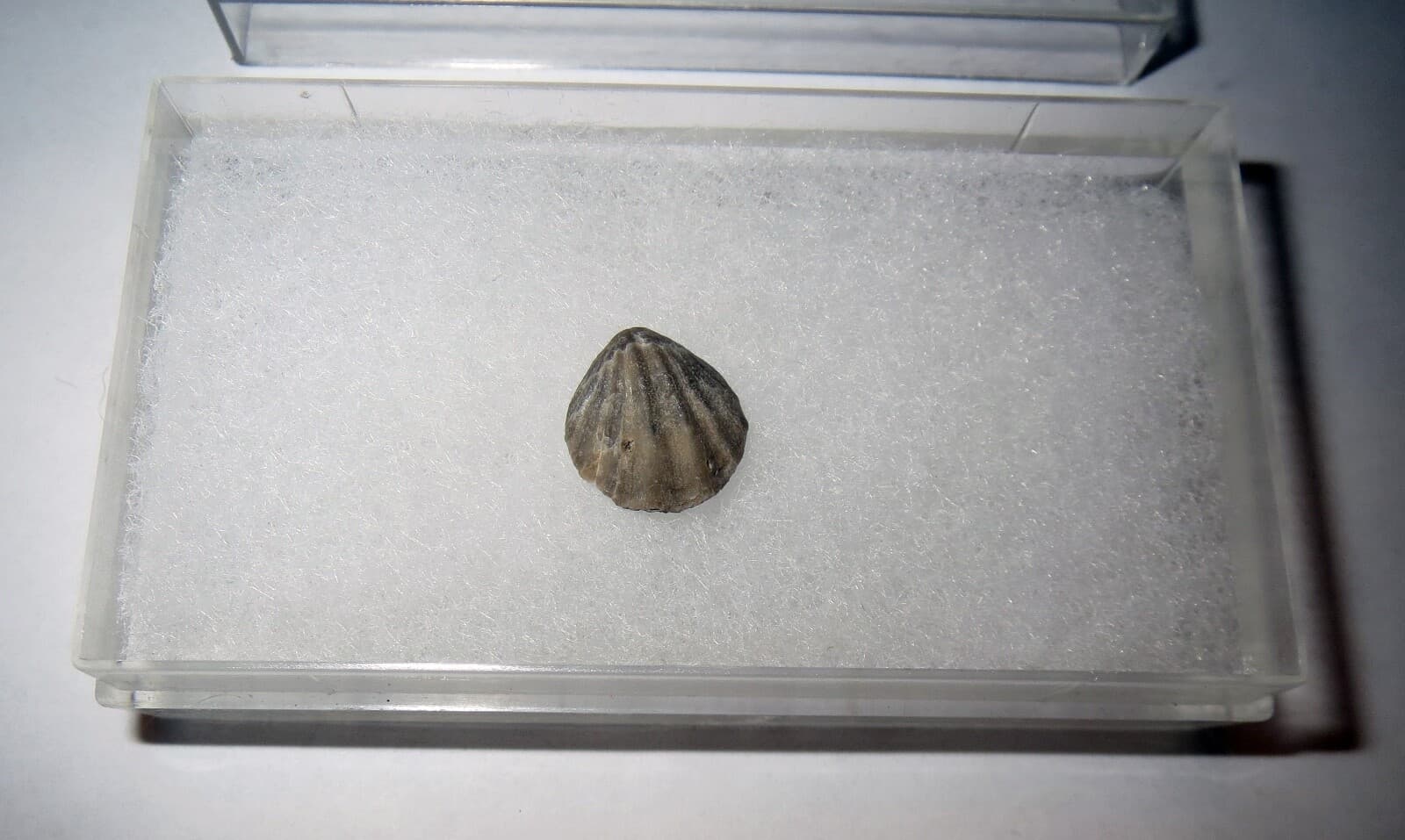 Brachiopod Shell FOSSIL SHELL LOT - 70 MILLION YEARS OLD Collection 6