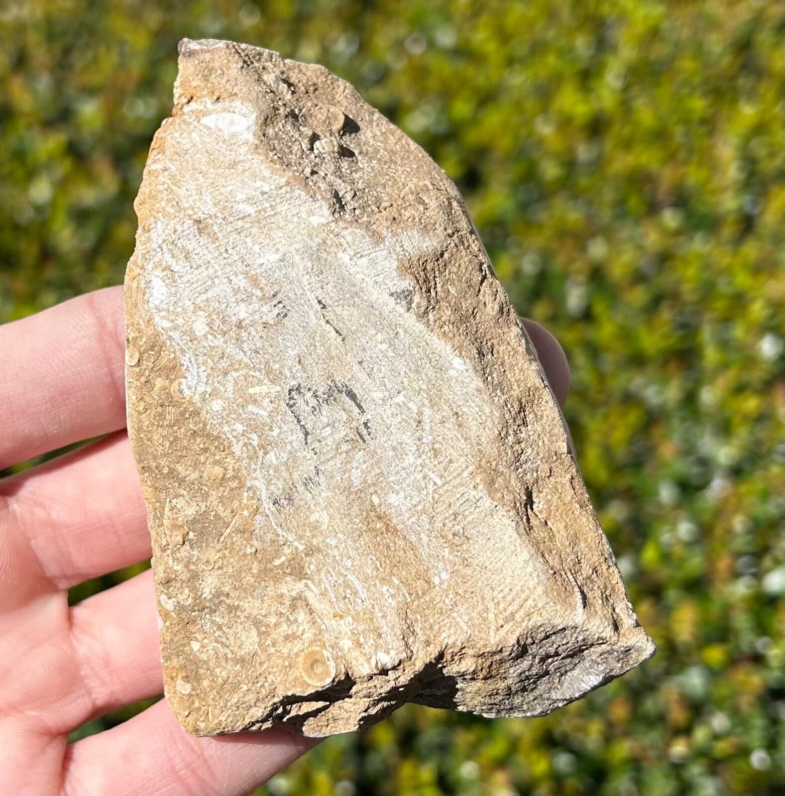 Alabama Fossil Crinoid in Matrix Aphelecrinus Bangor Limestone Fm Echinoderm 4