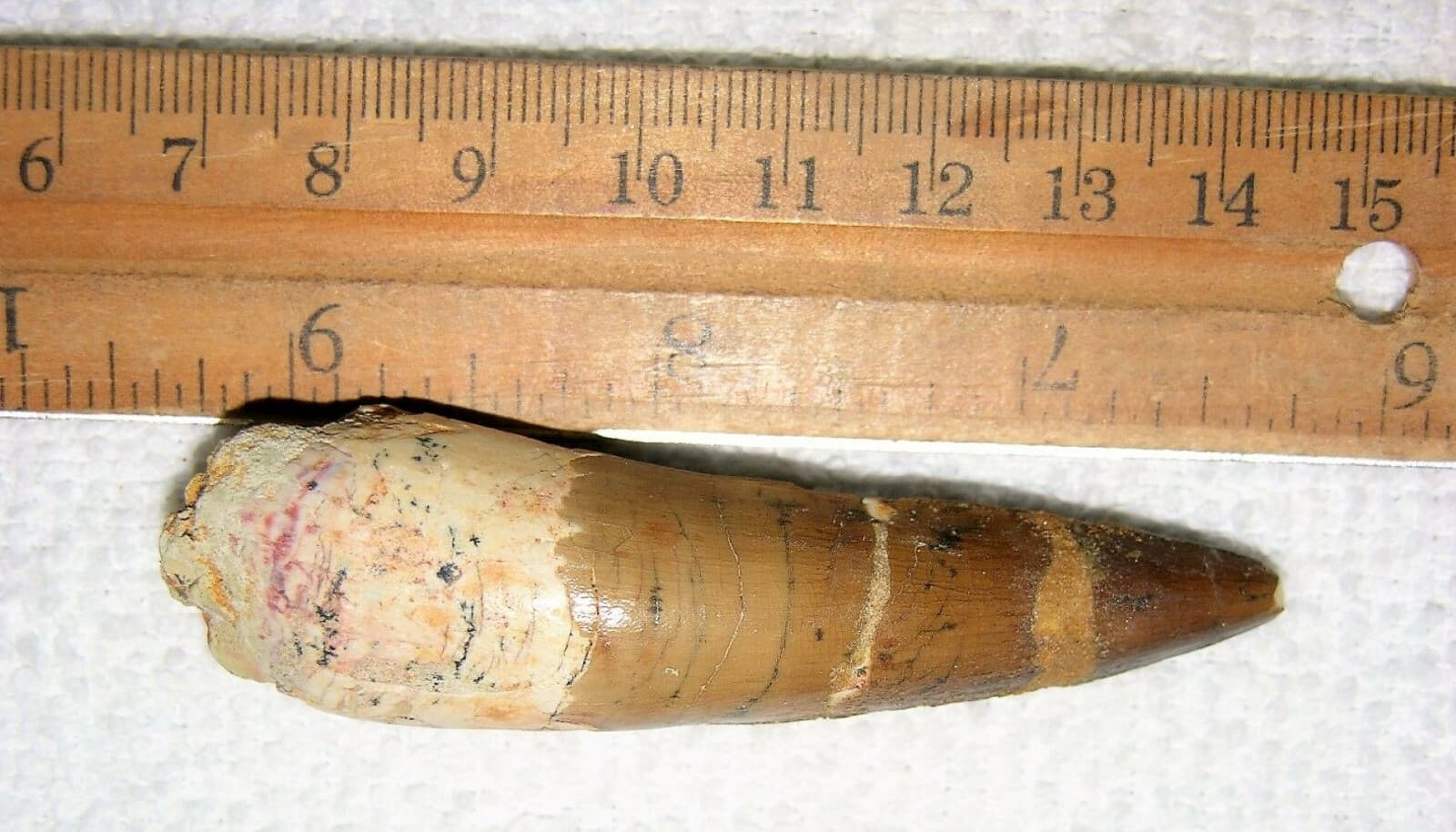 3 INCH LONG SPINOSAURUS TOOTH REAL DINOSAUR TEETH FOSSIL EXTINCT RELIC SPINOSAUR 3