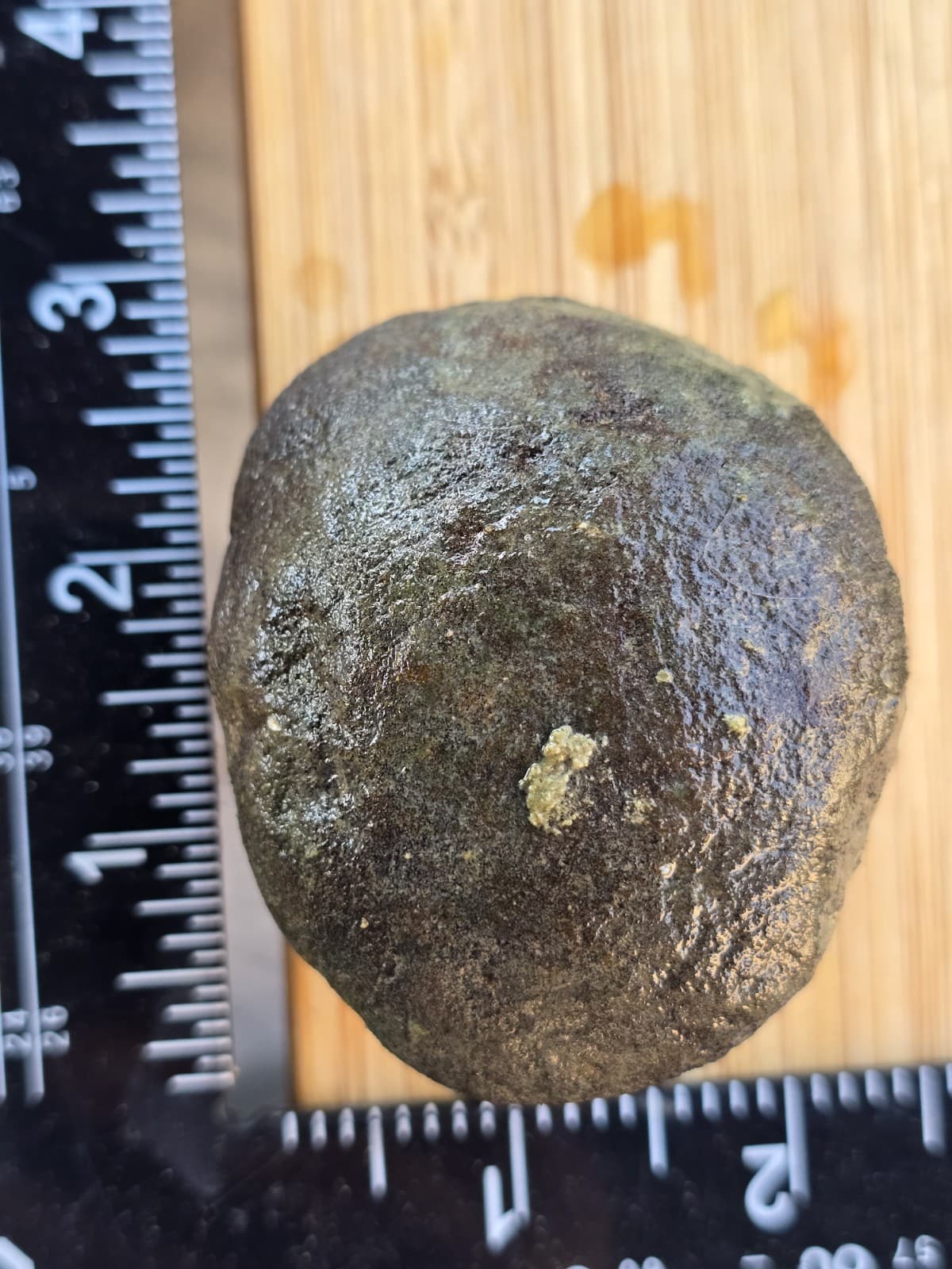 Huge Convex End Of Mosasaur Cervical Vertebrae TX Fossil Mosasaurus  5