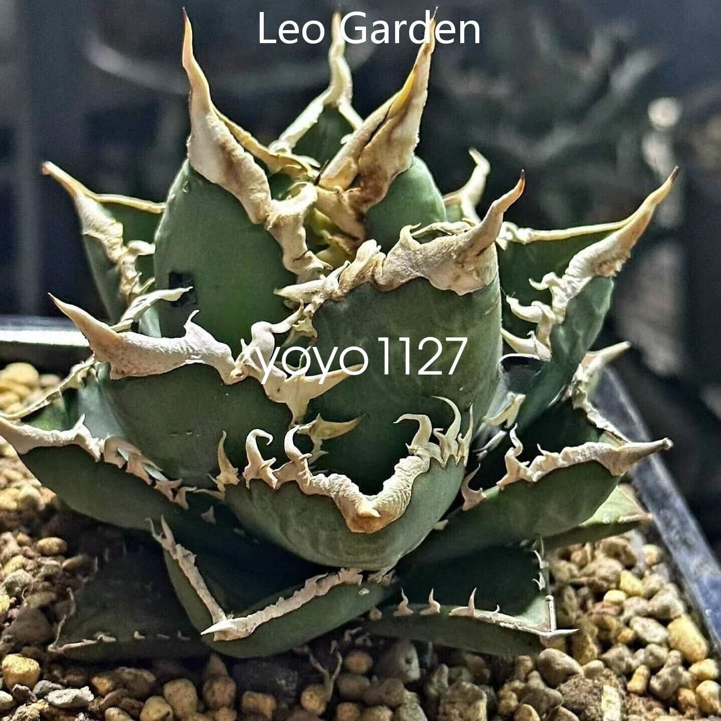 6-8cm Agave titanota Raresucculent plant Garden Décor Boutique