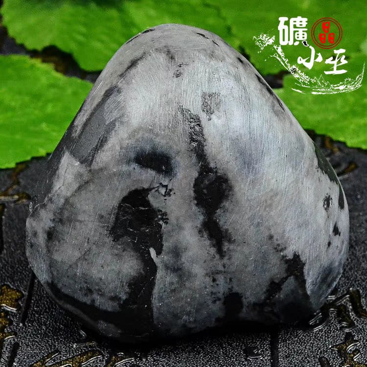 RARE prehistoric Jurassic Period invertebrate Stringocephalus fossil 4