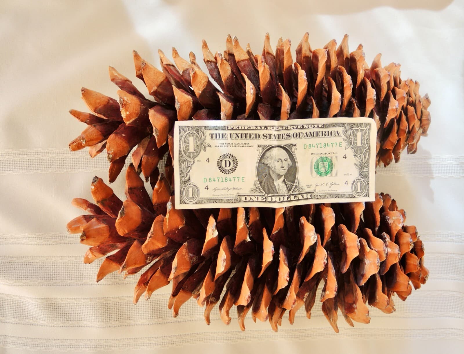 Lot of 2 Golden Giant Sugar Pine Cones 12" 3