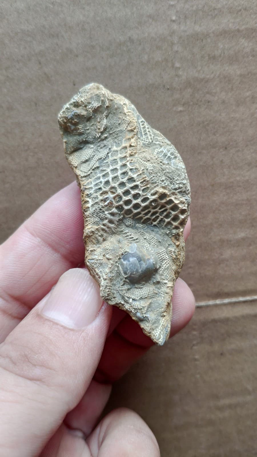 30g bryozoan Marine organisms Geologic rock specimen from Cambrian Period 6