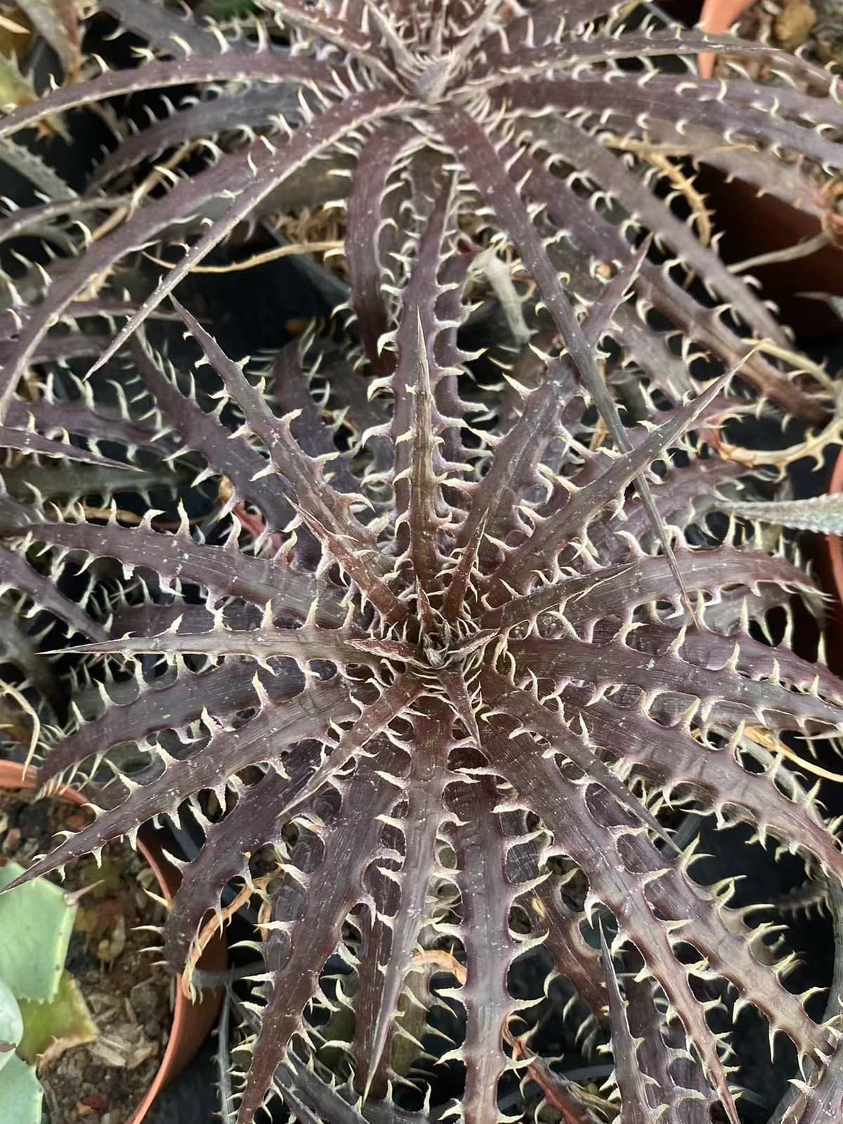 Dyckia goehringii × macedoi  RareSucculent  Plant Garden Décor Boutique 2