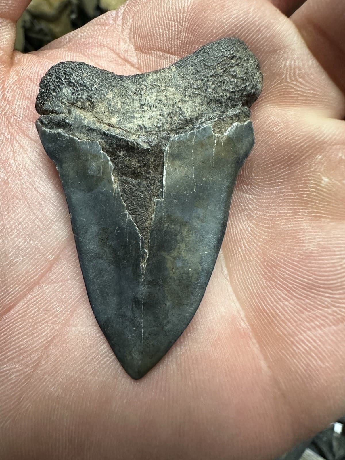 2.3” CARCHARODON MAKO TOOTH HASTALIS MEGALODON ERA South Carolina WHITE SHARK 4