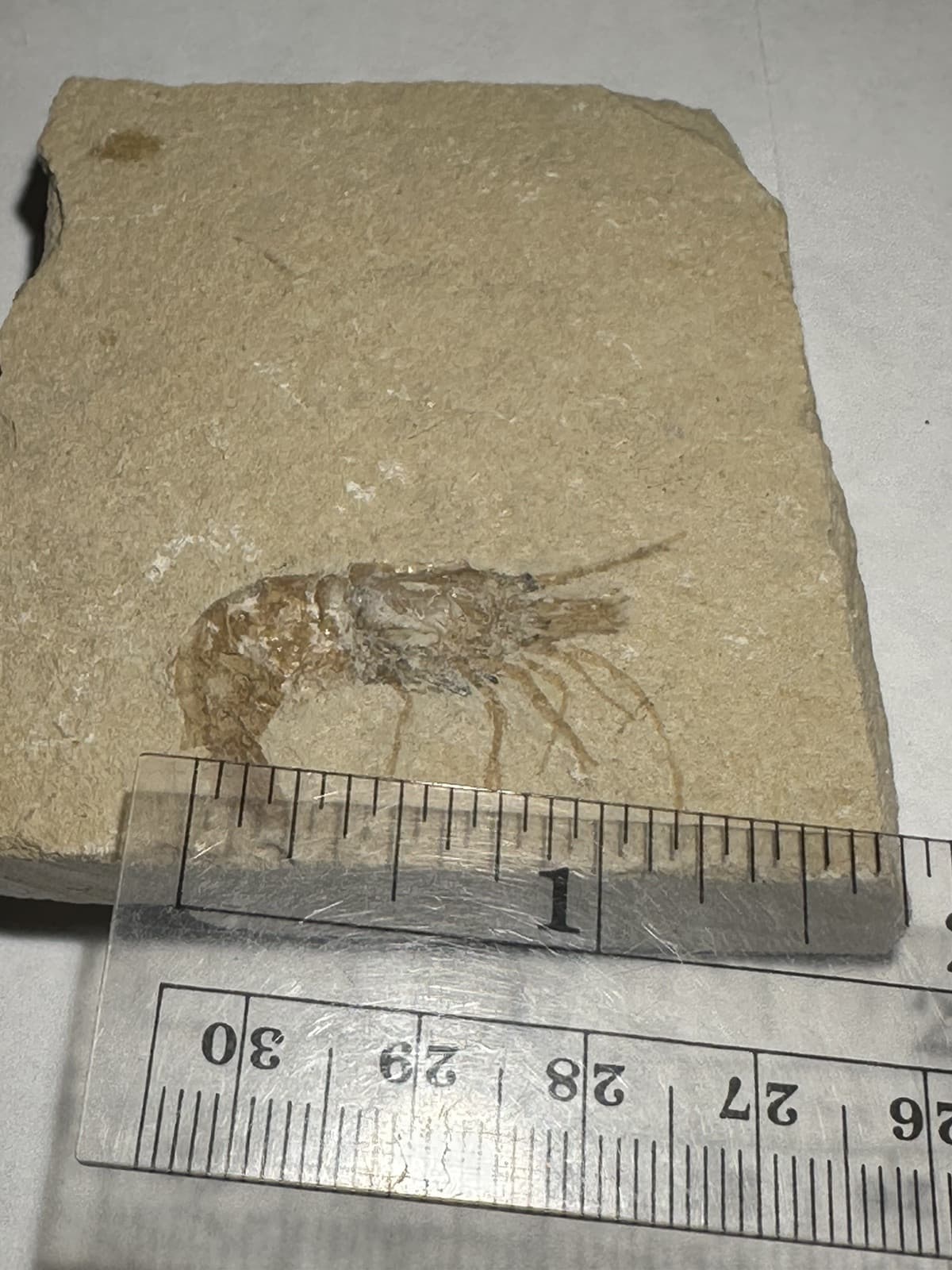 BEAUTIFUL DETAILED LEBANON CRETACEOUS FOSSIL SHRIMP DINOSAUR AGE 2.5" x 3" 3