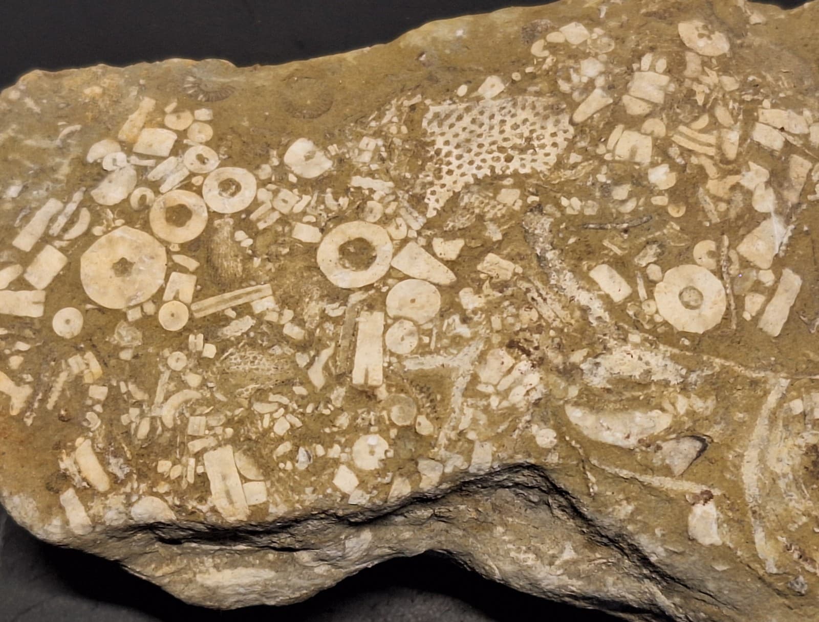 Fossil Hash Plate Brachiopod Coral Crinoid In Limestone Devonian Period Michigan 3