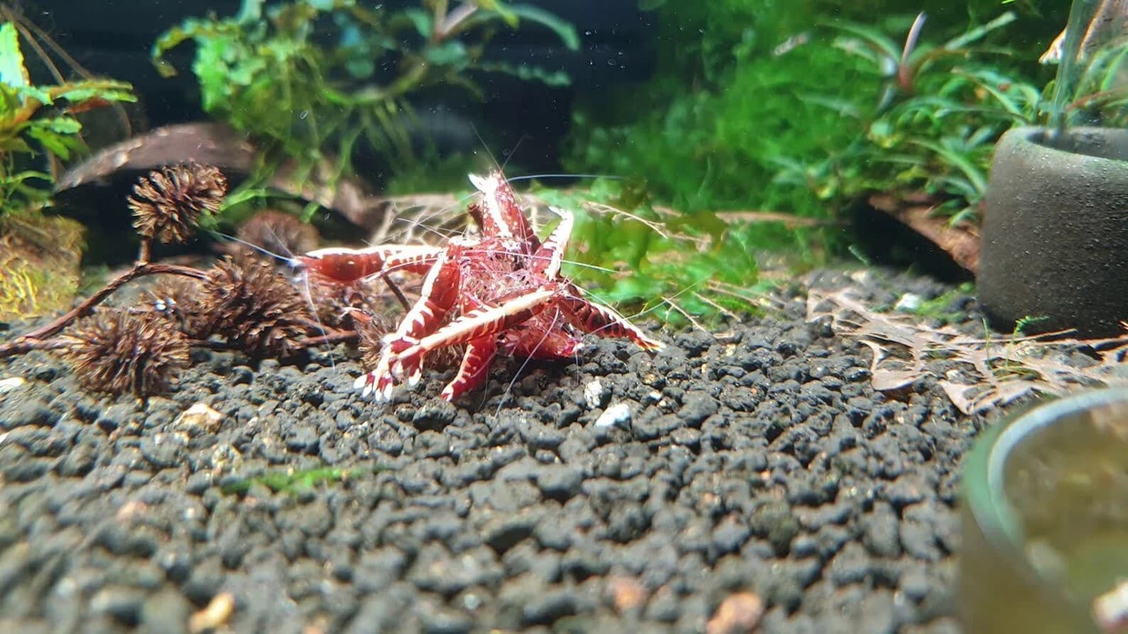 Nano Indian Almond Leaves Cholla Wood Alder Cones Catappa Bark Shrimp Package 4