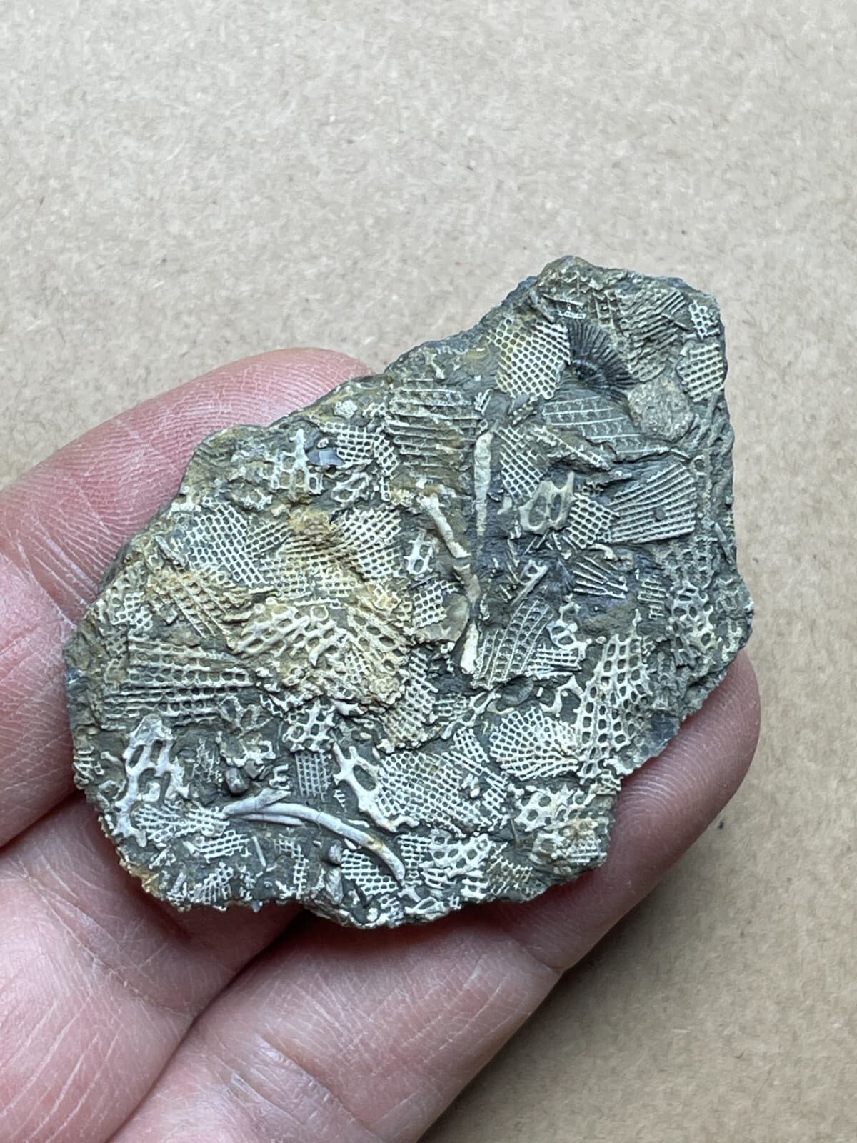 15g Bryozoa specimen from Carboniferous 2