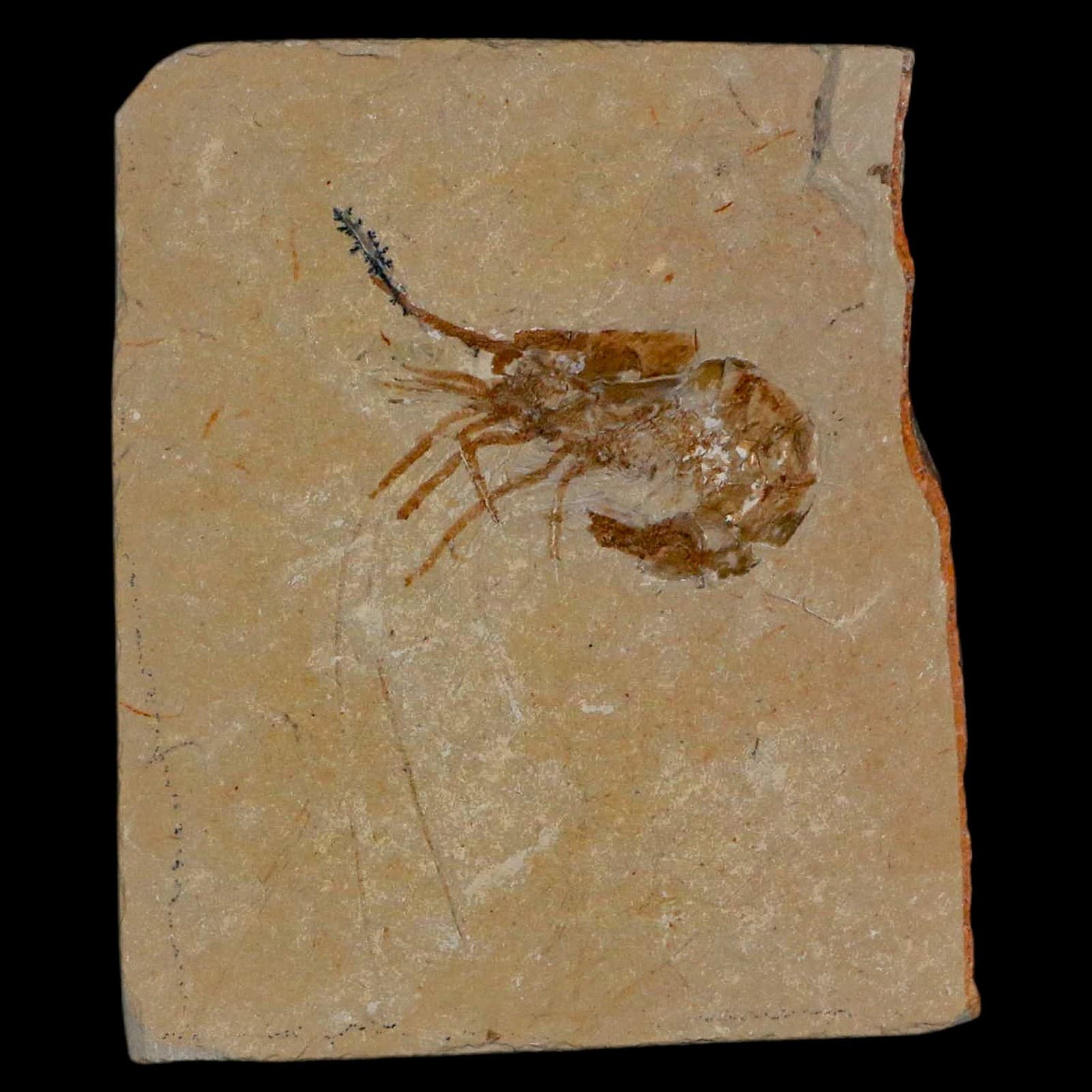 1.4" Fossil Shrimp Carpopenaeus Cretaceous Age 100 Mil Yrs Old Lebanon COA 2