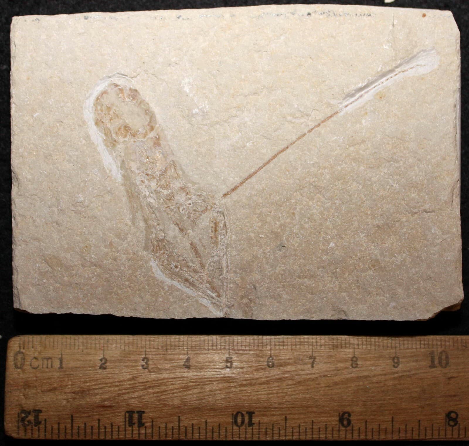 Pseudostacus 29 - Homarus Lobster - Cretaceous Fossils directly from Lebanon