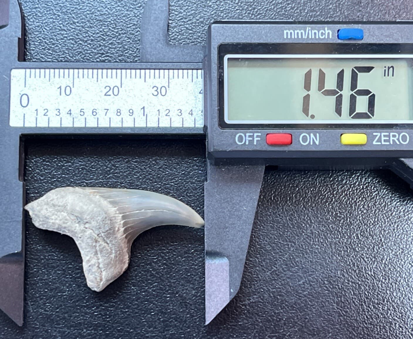 Fossilized Parotodus benedeni Shark  Tooth 5