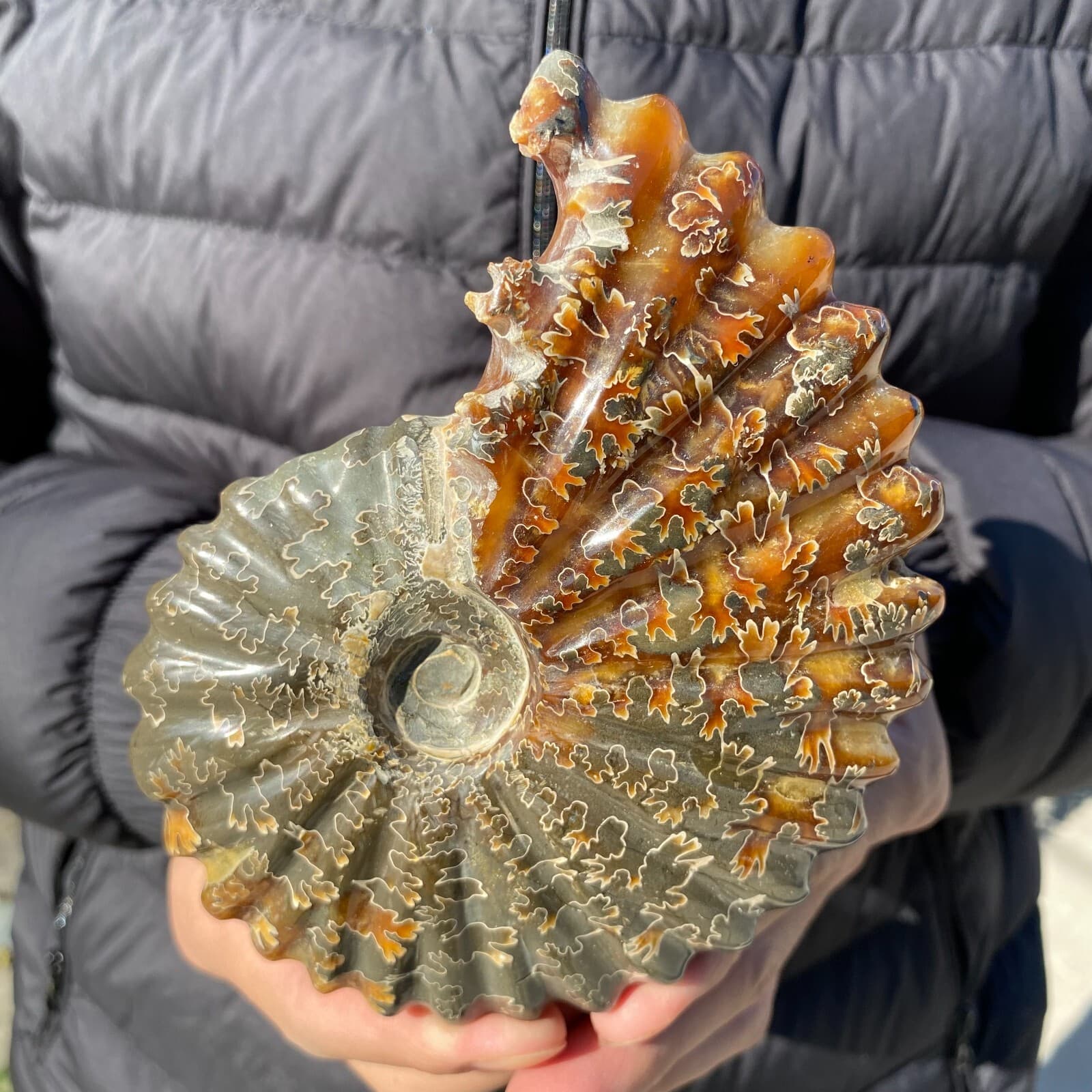 500g Natural Beautiful Ammonite Fossil Conch Crystal Specimen Healing 5