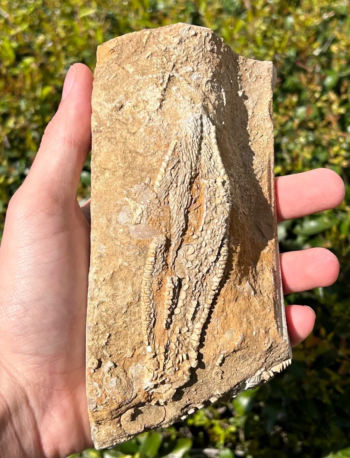 Alabama Fossil Crinoid in Matrix Phacelocrinus Bangor Limestone Formation