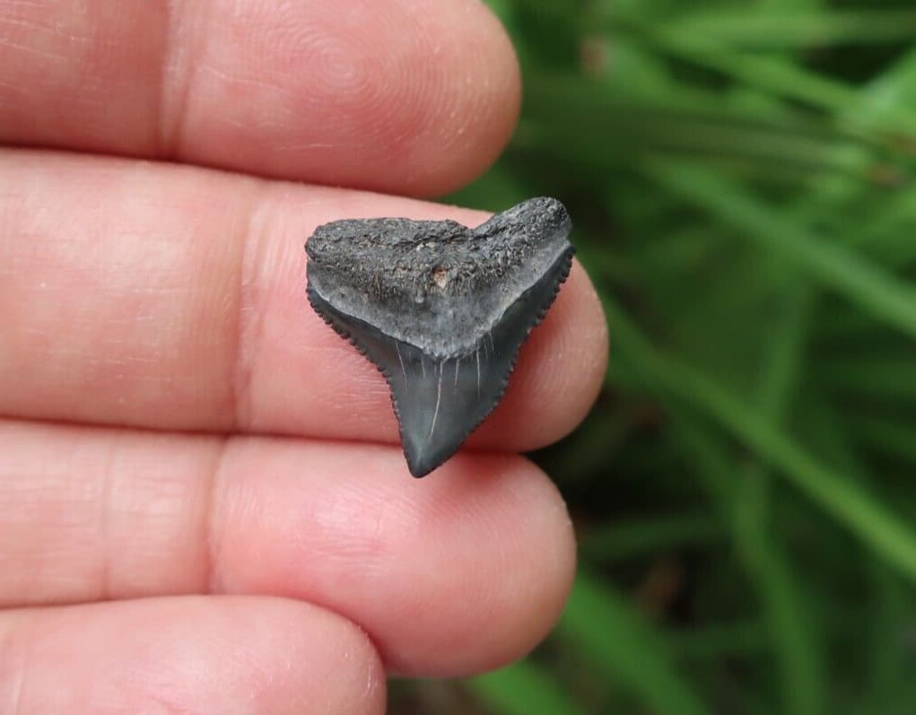 0.78" Carcharhinus sp. Fossil Shark Tooth Florida 6