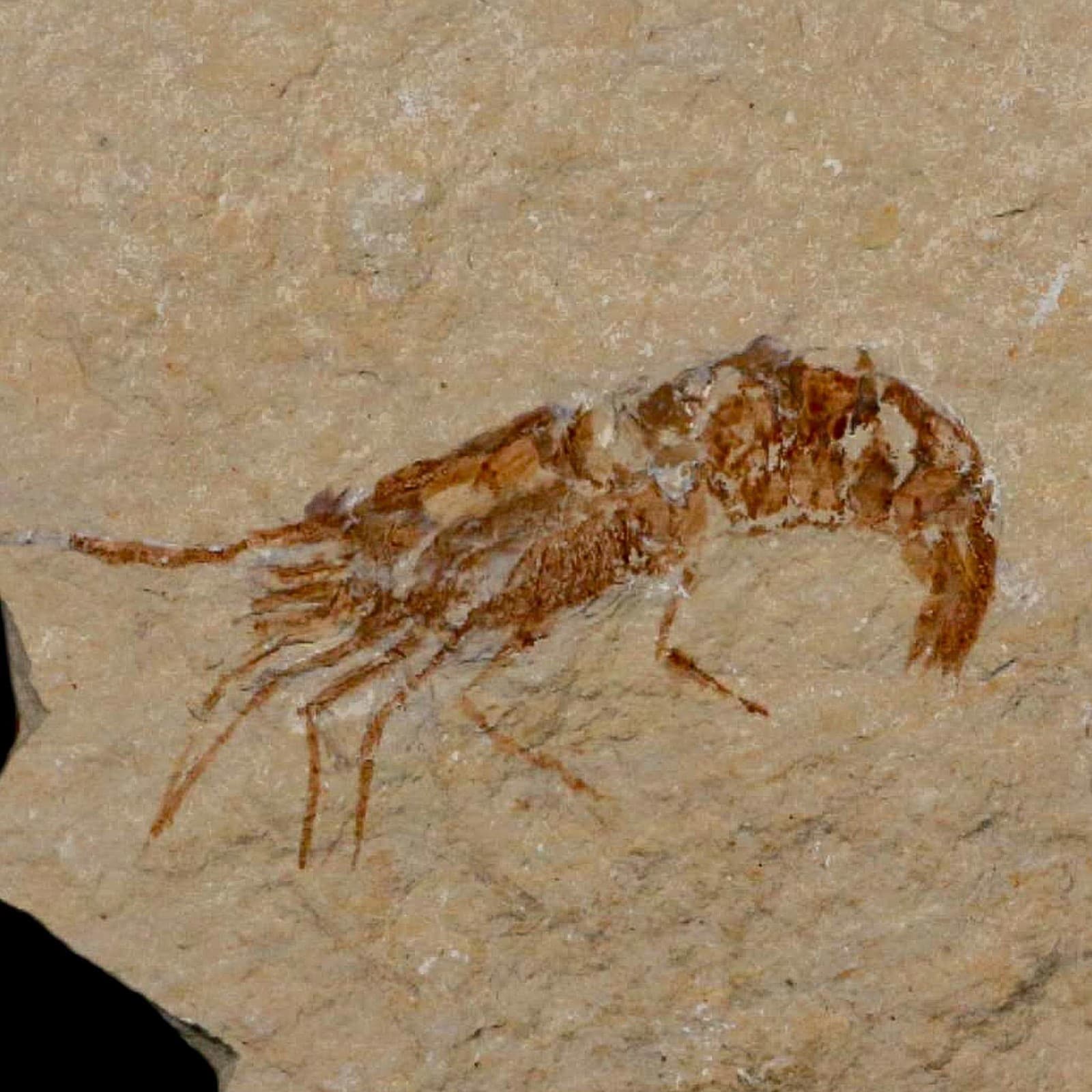 2" Fossil Shrimp Carpopenaeus Cretaceous Age 100 Mil Yrs Old Lebanon COA