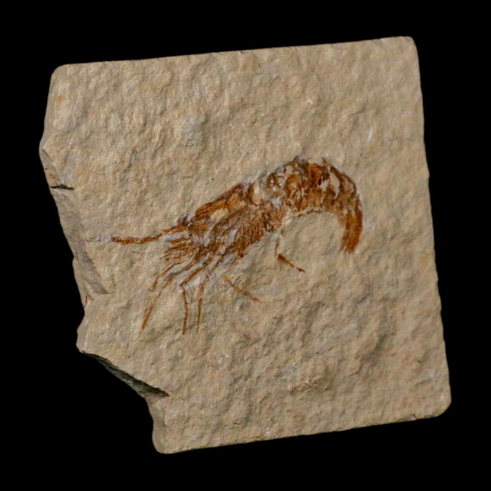 2" Fossil Shrimp Carpopenaeus Cretaceous Age 100 Mil Yrs Old Lebanon COA 4