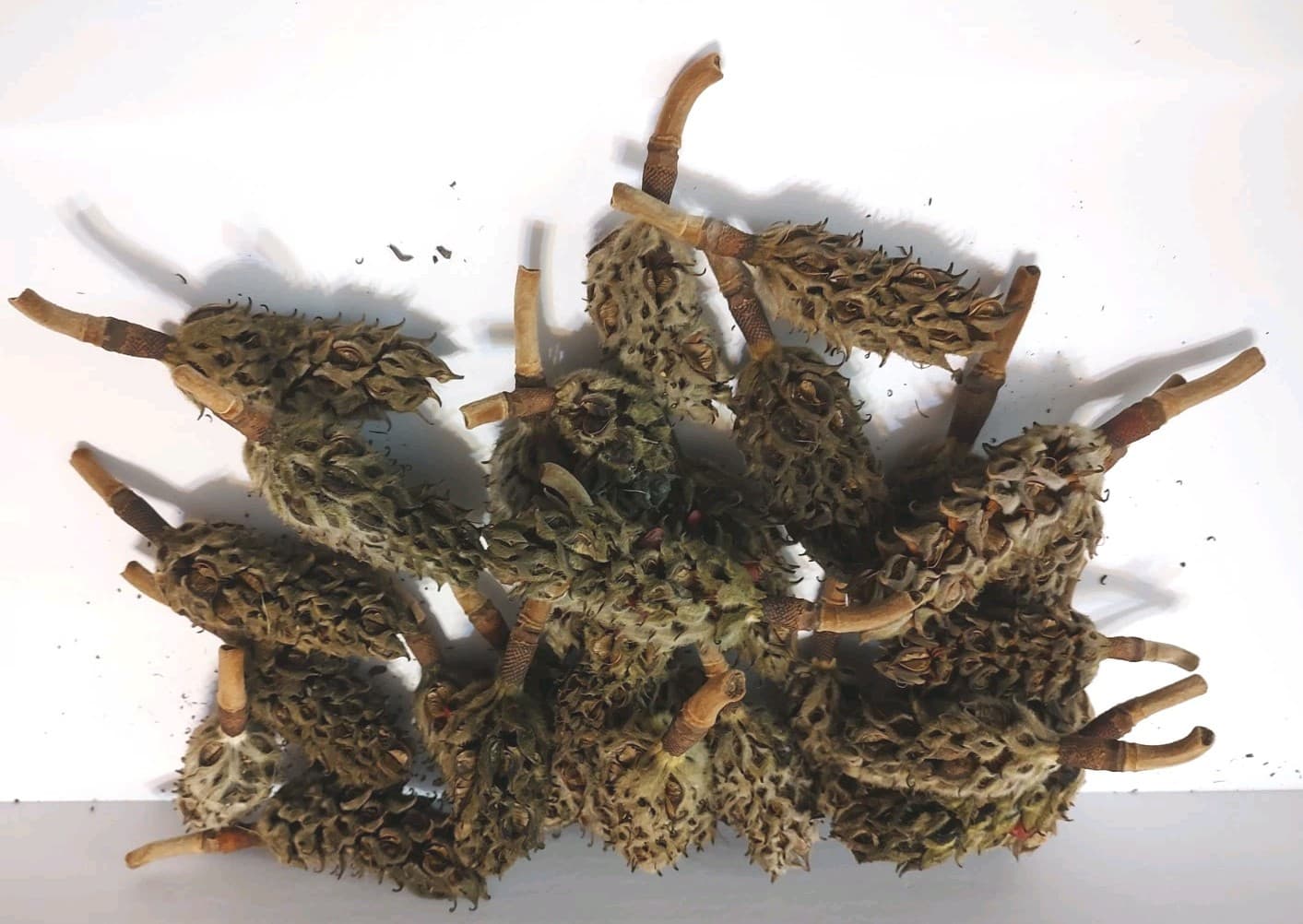 30 Natural Southern Magnolia Seed Pods Pine Cones  Craft. Receive Exact Photo.  2