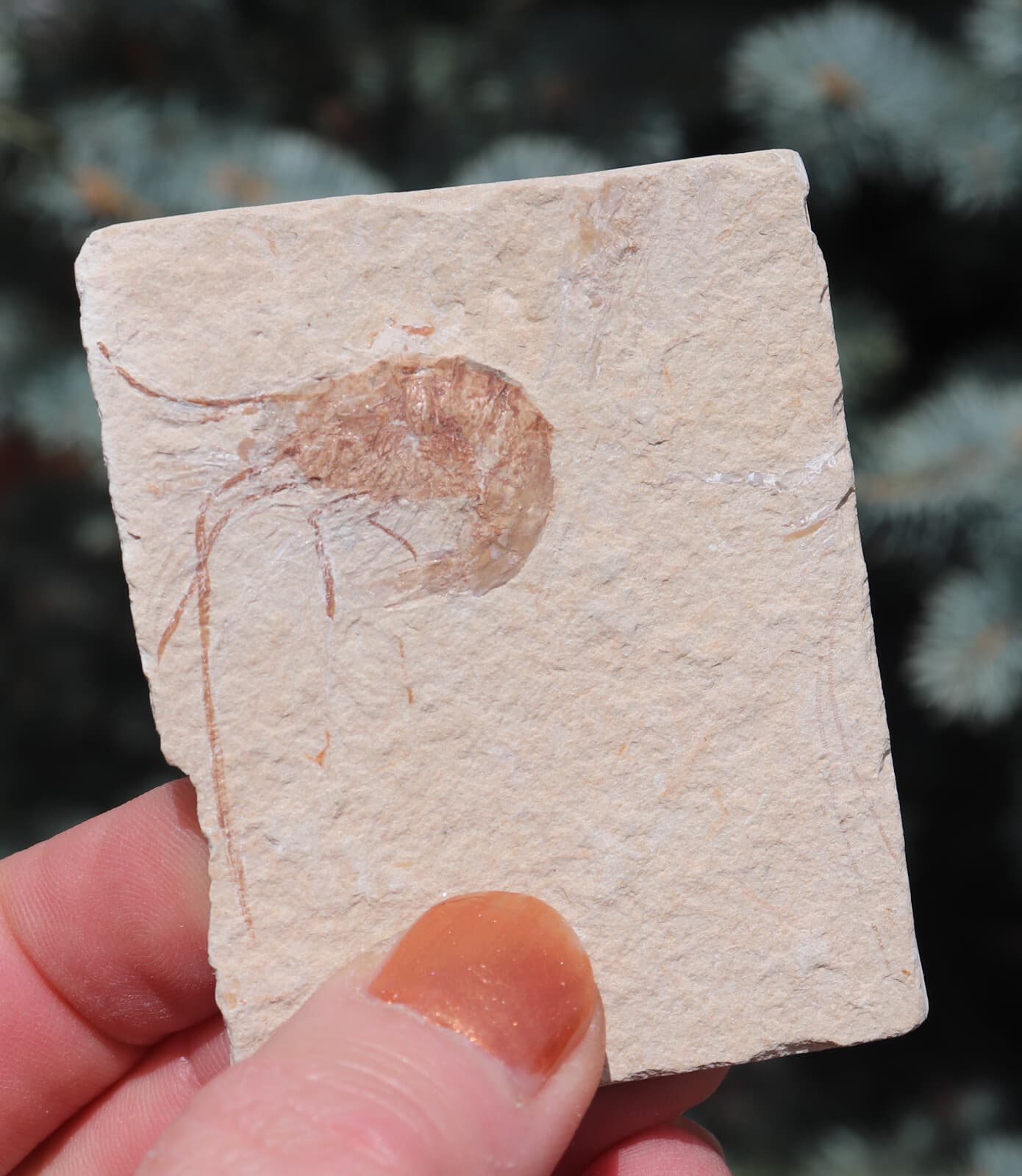 Fossil Shrimp Solnhofen Germany   Jurassic   Well Preserved History   6.8 Cm's