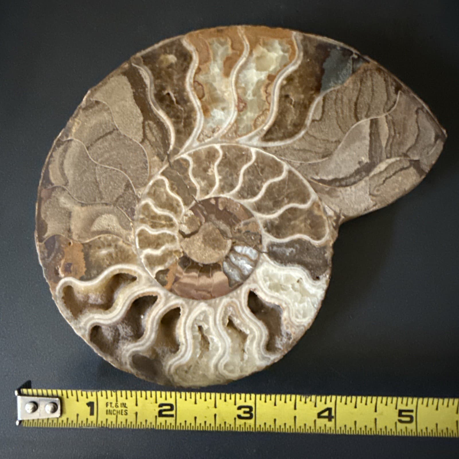 Natural Tentacle Ammonite FossilSpecimen Shell