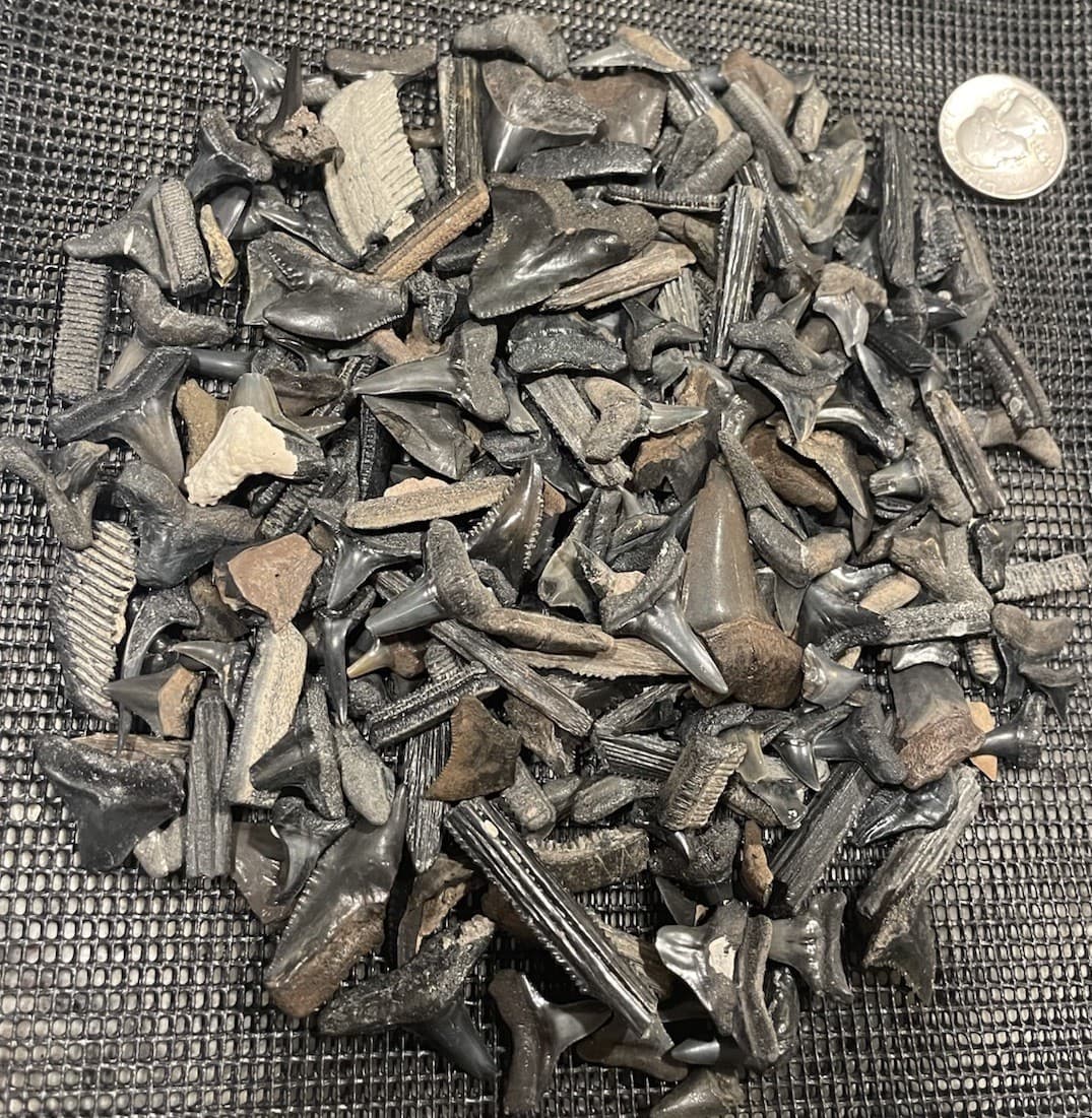 Huge Lot Of Florida Shark Teeth & Marine Fossils Mako Hemis Lemons Bulls Etc #85 2