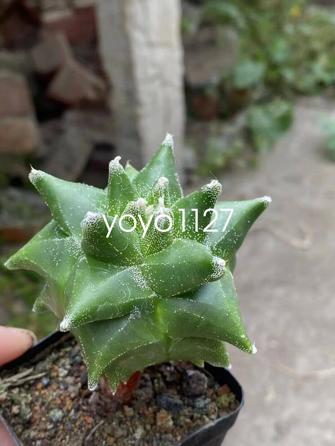 Astrophytum myriostygma 'Kikko' Seedgrown Raresuculents plants 5-7CM 3