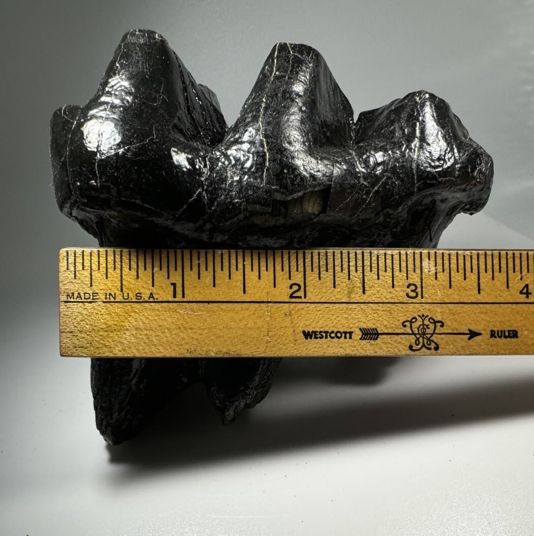 Georgia Mastodon Fossil Tooth/Molar With Partial Root Mammal Fossil Not Mammoth 2