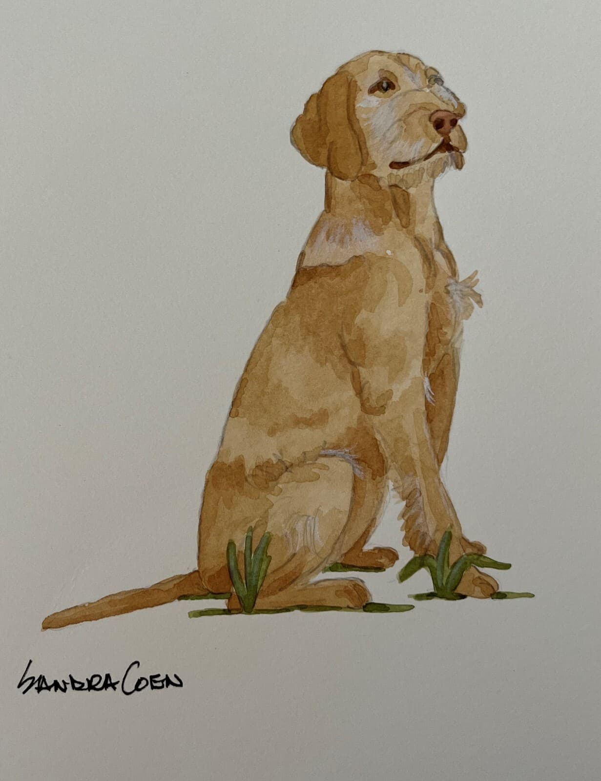 Wire Haired Vizsla Original Watercolor Painting by Coen Sitting in Grass