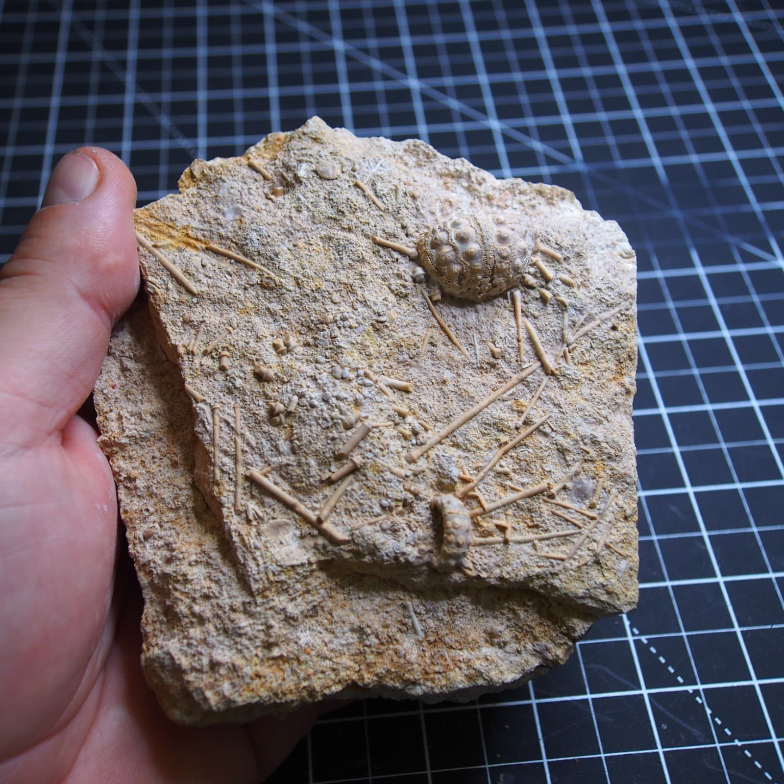 0.9kg Sea urchin Acrosalenia hemicidaroides Crinoid France Jurassic Fossil 4