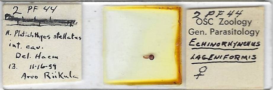 Echinorhynchus lageniformis w.m. from Flatfish Microscope Slide