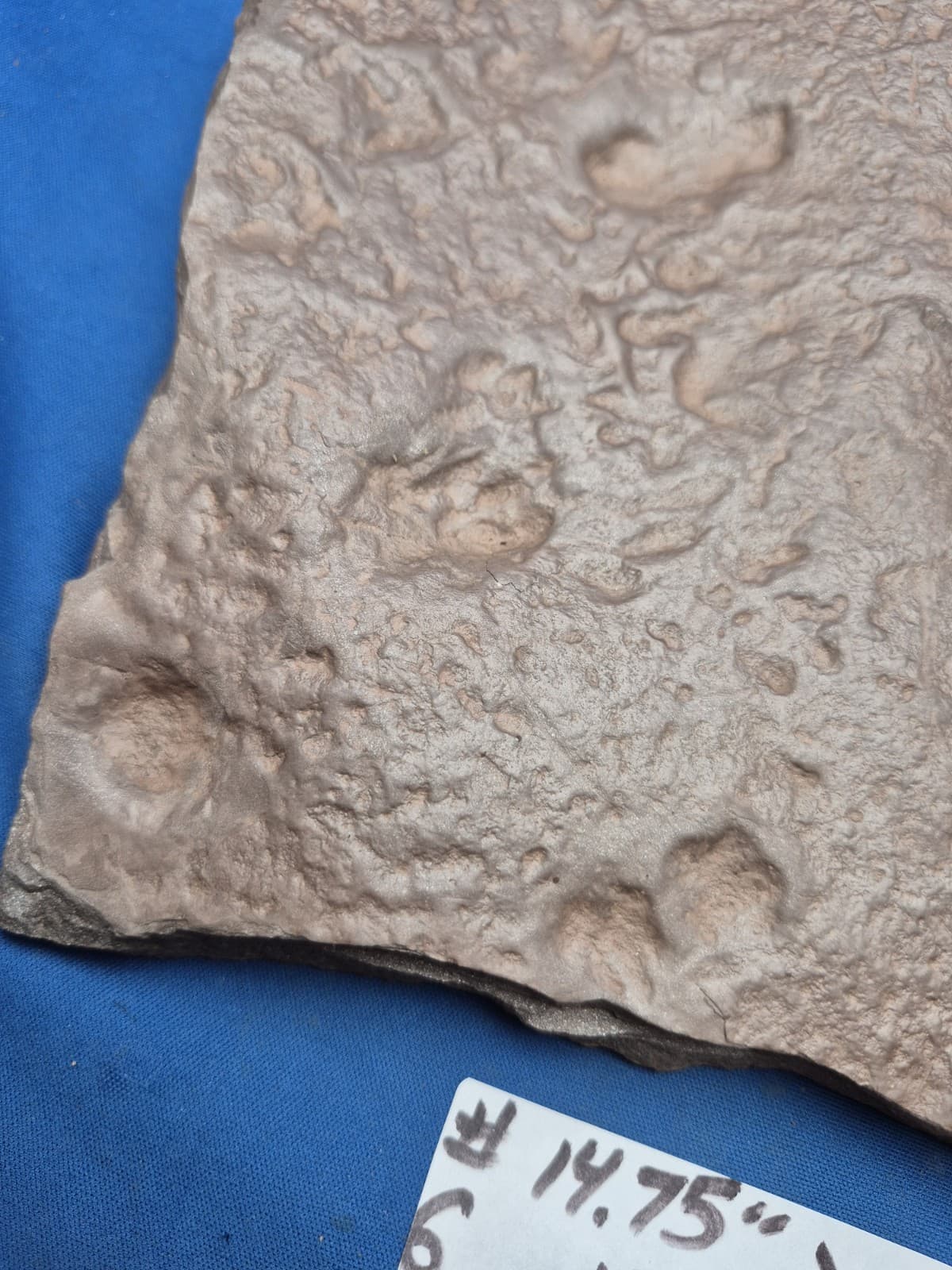 RARE Sponge-like Animal Fossils 5