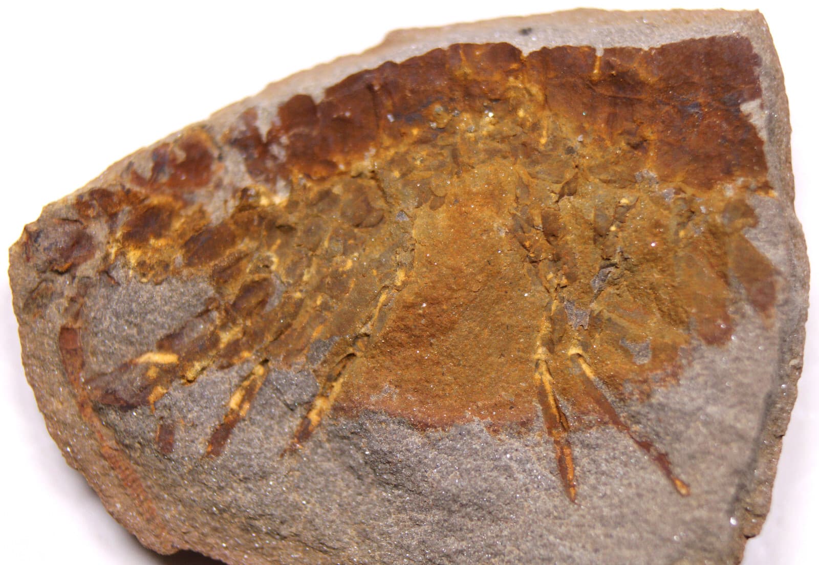 Mazon Creek Acanthotelson stimpsoni Syncarid Shrimp Fossil Carboniferous IL 2