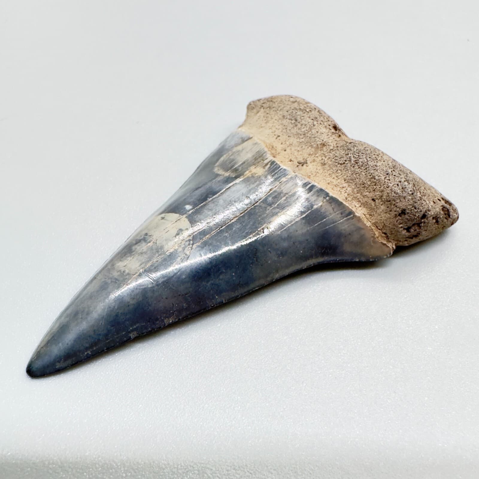 Colorful High Quality 1.99" Fossil EXTINCT MAKO Tooth - SC 3