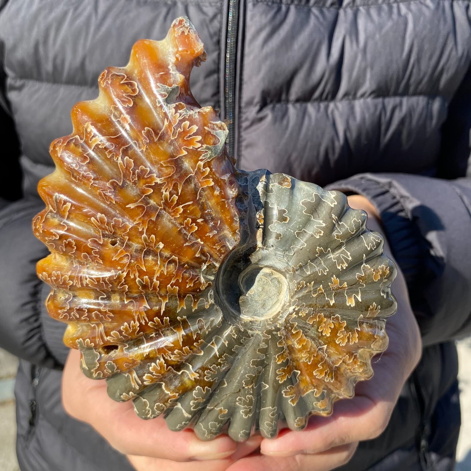 500g Natural Beautiful Ammonite Fossil Conch Crystal Specimen Healing 4