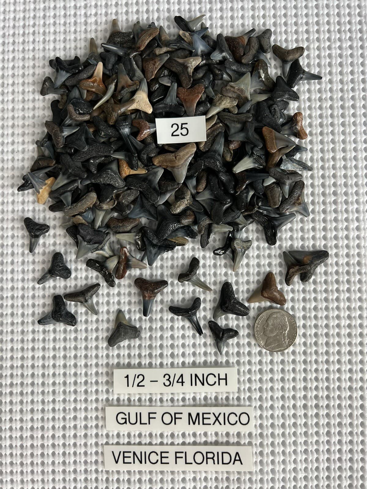 Lot of 25 Fossilized 1/2 - 3/4 inch shark teeth from Venice Florida ( GULF )
