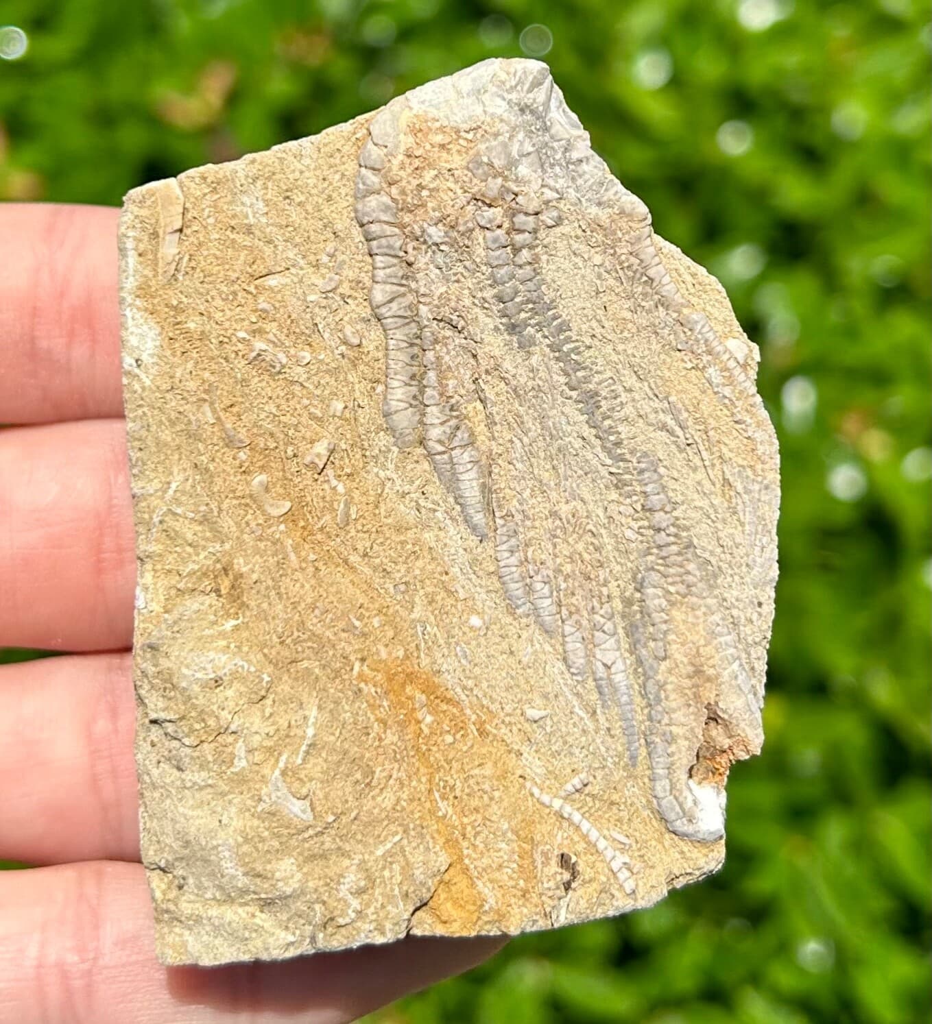 Alabama Fossil Crinoid in Matrix Alcimocrinus Bangor Limestone Formation 4