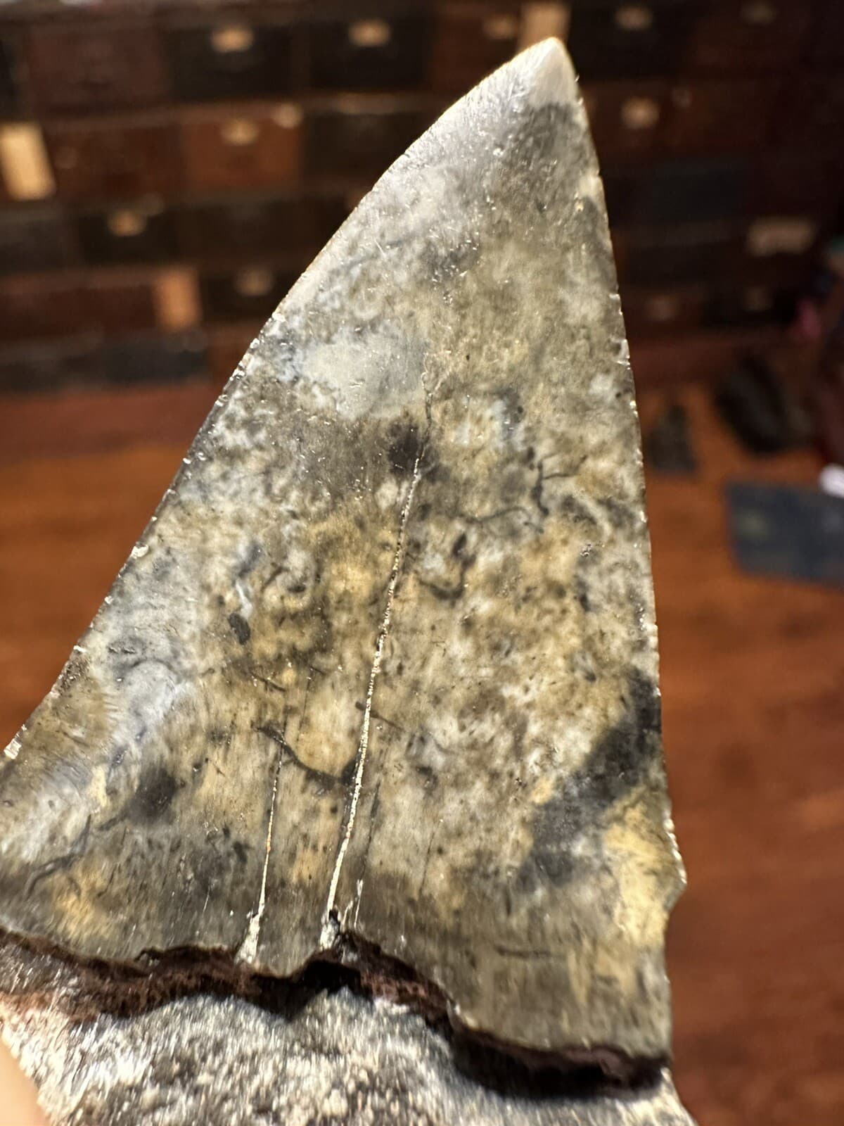 EVOCATIVE 1.9” MAKO  Shark Tooth REAL FOSSIL NATURAL HASTALIS WHITE SHARK SC