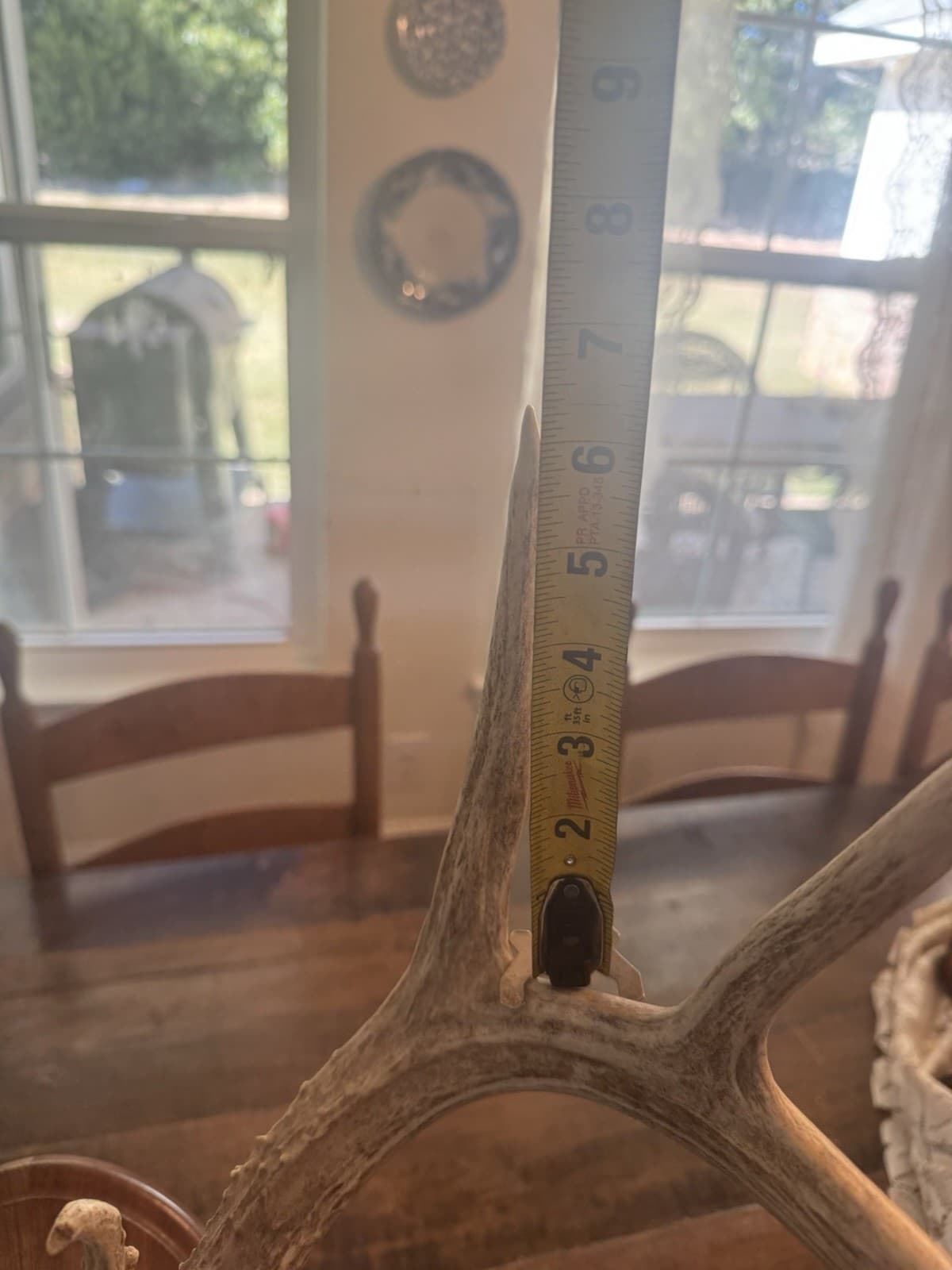 European Mount Full Head Whitetail Deer 10 Point Decor With Stand Texas Hunting 6