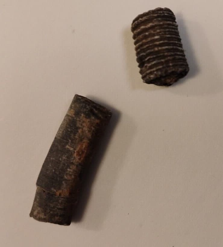 Fossil Crinoid Stem With Information Sheet 2