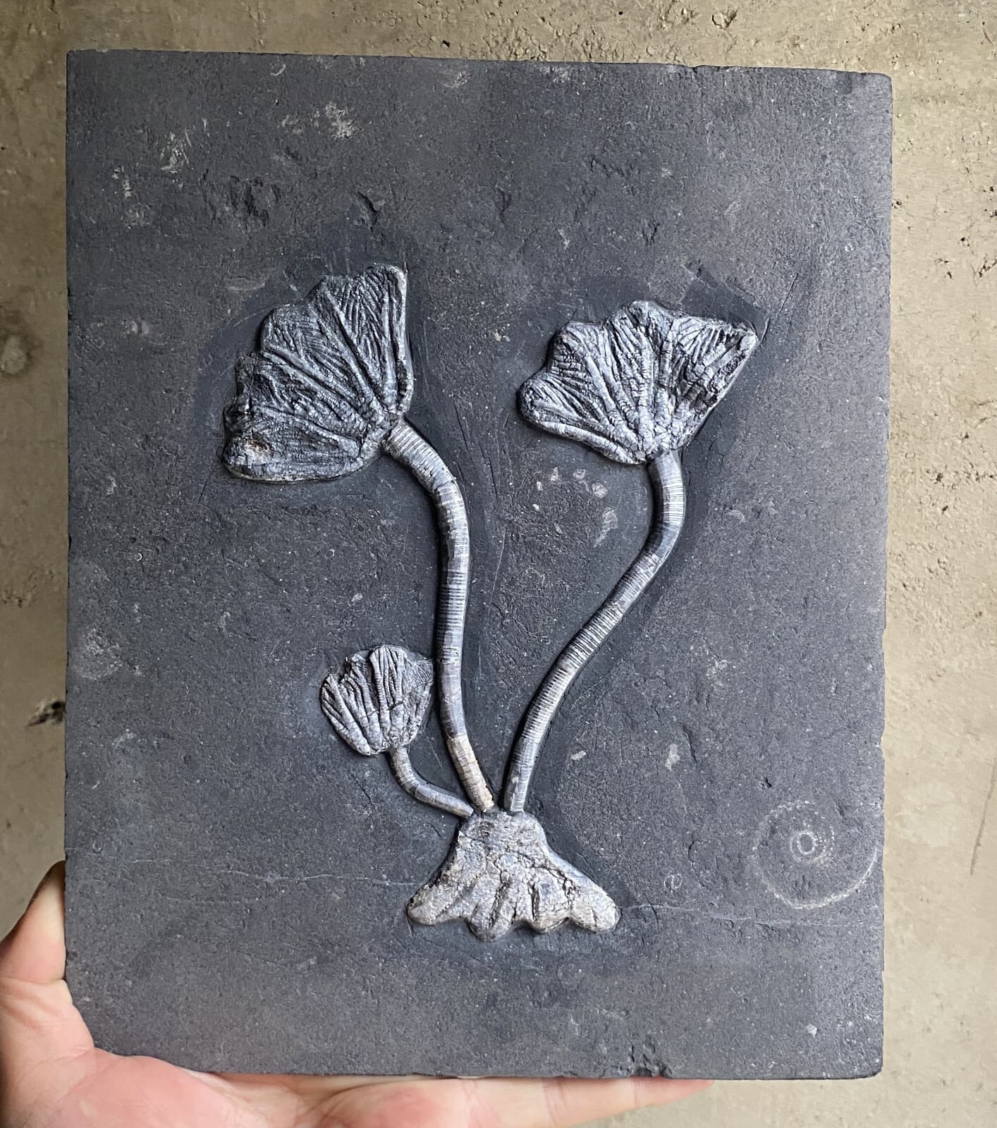 Natural Devonian prehistoric Jurassic biota crinoids Fossils 2