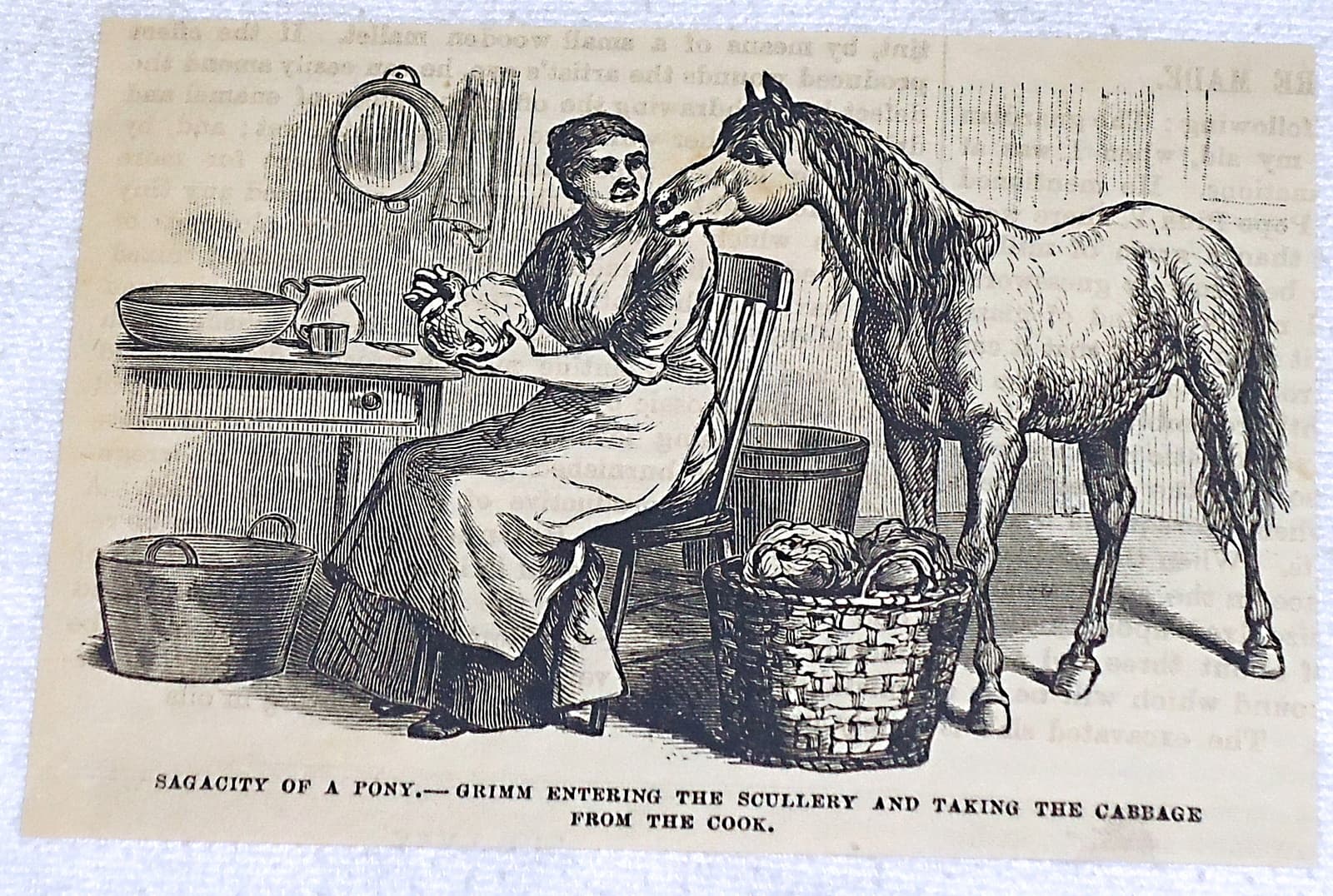small 1882 magazine engraving ~ SAGACITY OF PONY, HORSE TAKES CABBAGE FROM COOK