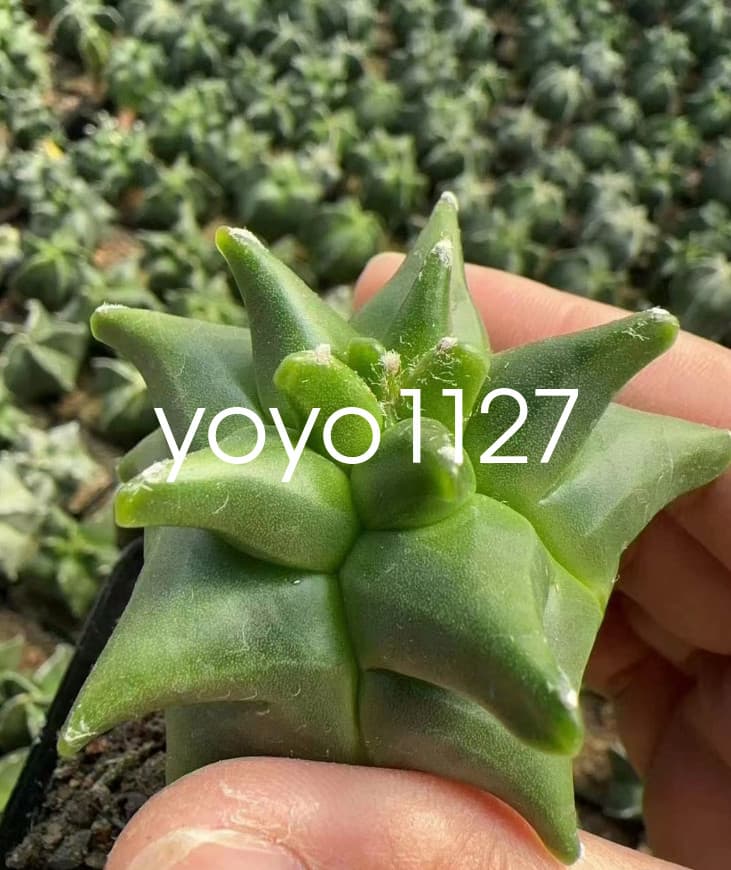 Astrophytum myriostygma 'Kikko' Seedgrown Raresuculents plants 5-7CM