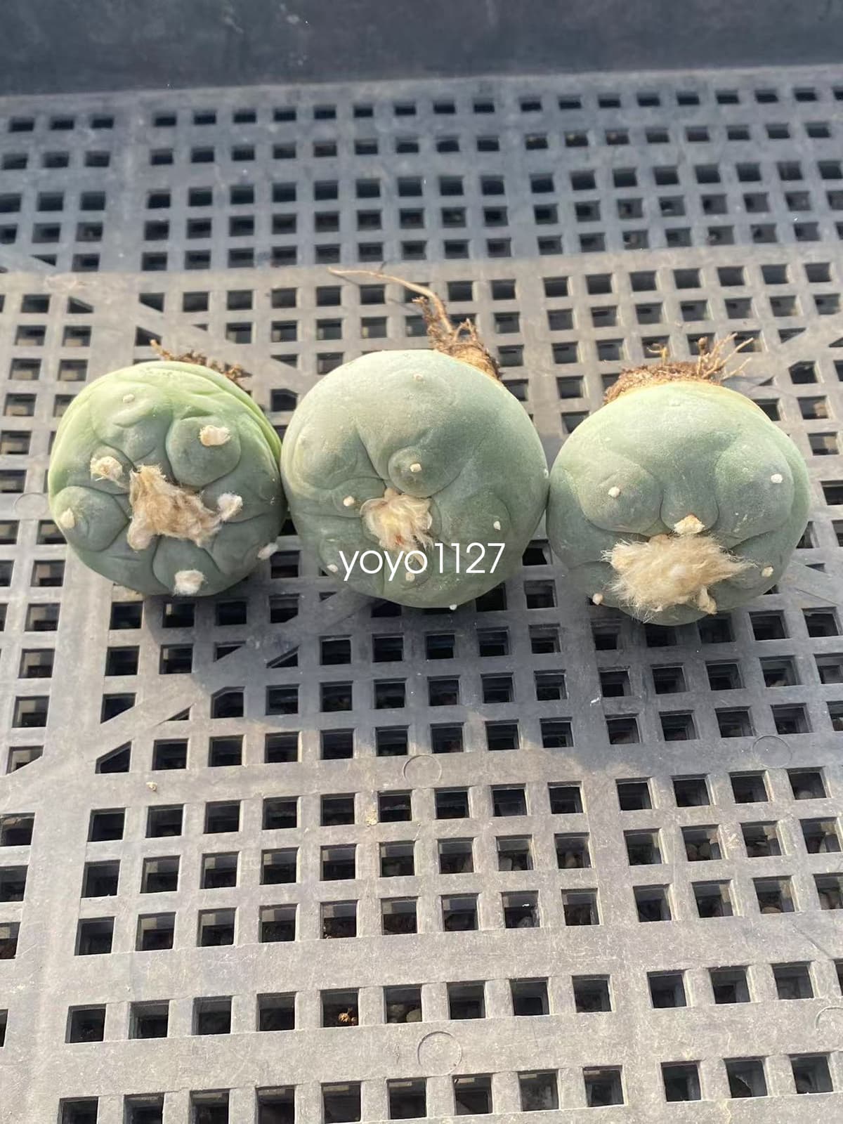 3pcsThornless Beautiful Cactus Succulent RadishRoot  5cm 2