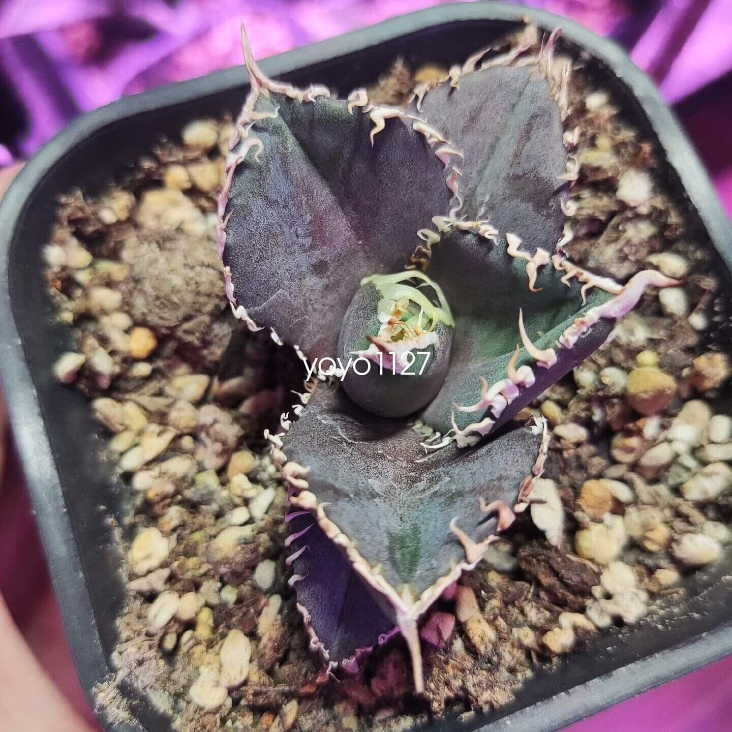 1PCS Agave Titanota ‘King Kong’ RareAgave Succulent Plant 6-8cm 6