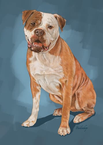 American Bulldog Blank Note Cards Boxed