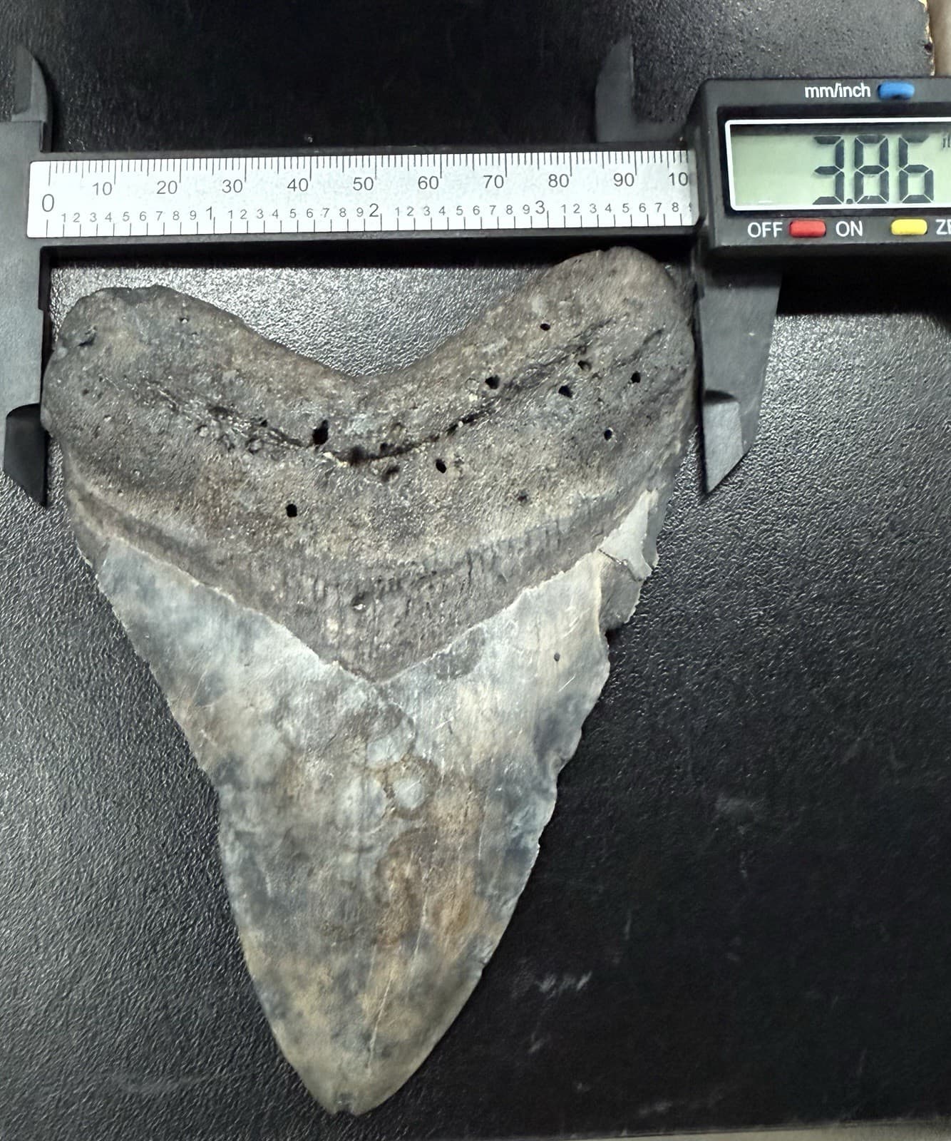 Fossilized Megalodon Shark  Tooth, 5.14” 6