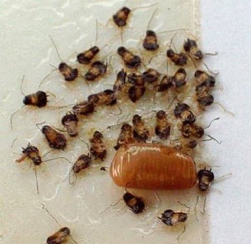 12 Catchmaster 100iCockroaches Insect Traps Spider Scorpion Cricket  Ant Traps 3